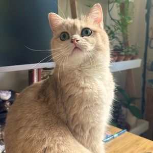 Meet your Posher, Daphne